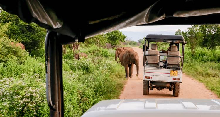 Le meilleur du Sri Lanka - Feel Free Travel - Feel Free Travel 7