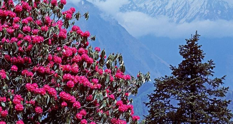 Mardi Himal Trek Around The Annapurna Region - Accessible Adventure Pvt. Ltd 4