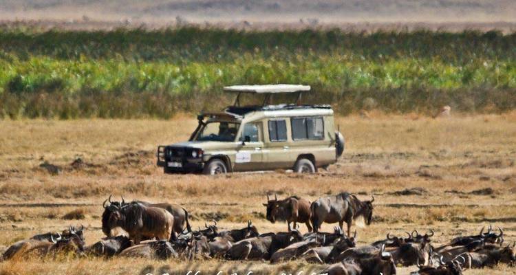 4 días: Circuito de Safari con Acampada Económica en Tanzania -  Travel Africa Safari Agency 3