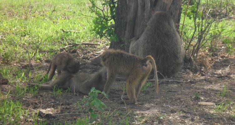 3 jours de safari camping en groupe en Tanzanie -  Travel Africa Safari Agency 2