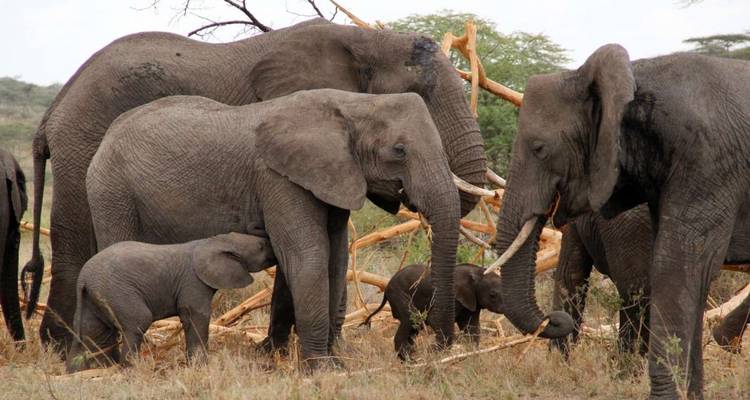 3 jours de safari camping en groupe en Tanzanie -  Travel Africa Safari Agency 7