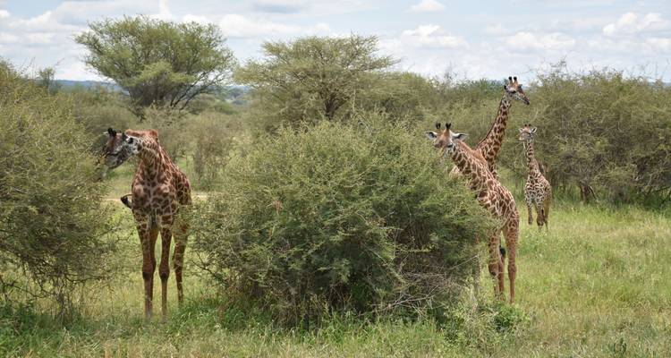 Safari en Lodge économique en Tanzanie - 3 jours et en groupe -  Travel Africa Safari Agency 8