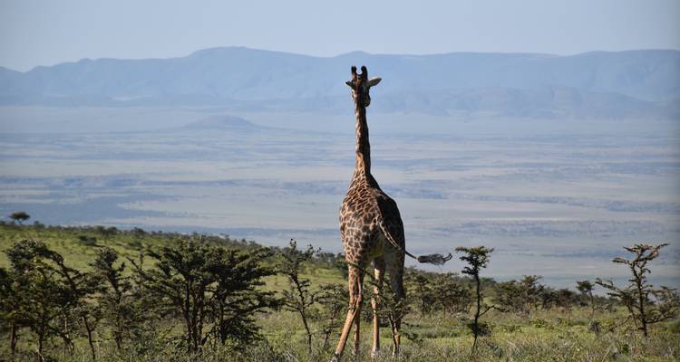 Safari en Lodge économique en Tanzanie - 3 jours et en groupe -  Travel Africa Safari Agency 3