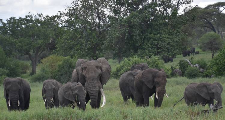 Safari en grupo de 4 días en Tanzania -  Travel Africa Safari Agency 8