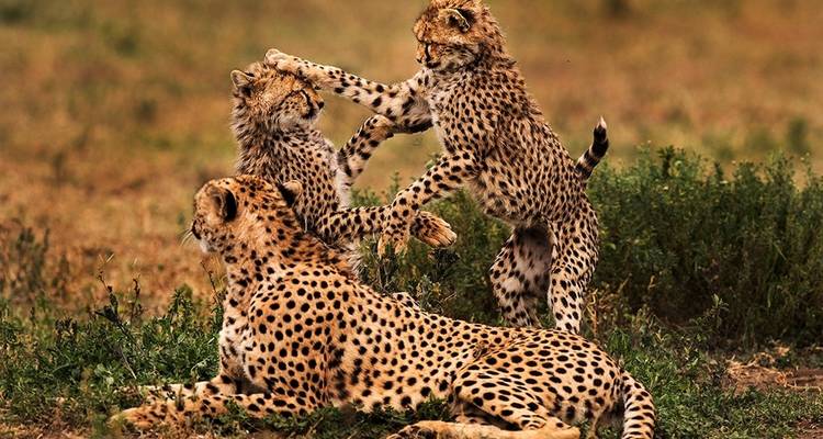 Safari en grupo de 4 días en Tanzania -  Travel Africa Safari Agency 3