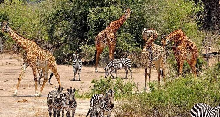 Safari en grupo de 4 días en Tanzania -  Travel Africa Safari Agency 2