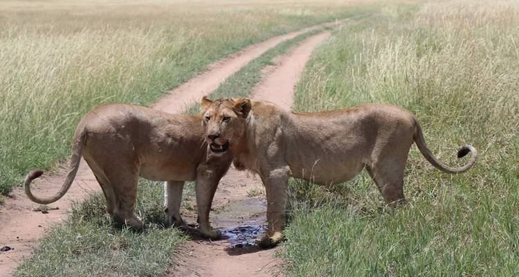 5 días, acampada en grupo económico con 2 noches en el Serengeti Safari en Tanzania -  Travel Africa Safari Agency 7