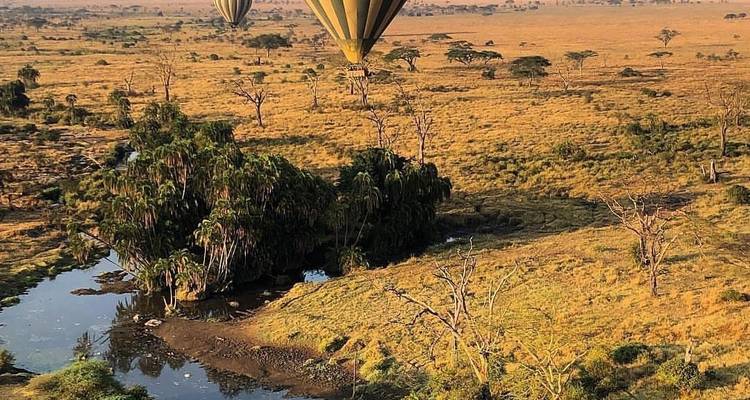 Hot air balloons floating over vast savannah landscape.