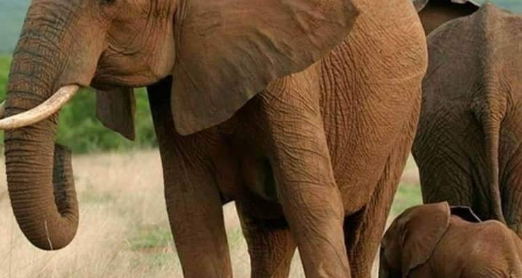 5 días, acampada en grupo económico con 2 noches en el Serengeti Safari en Tanzania -  Travel Africa Safari Agency 9