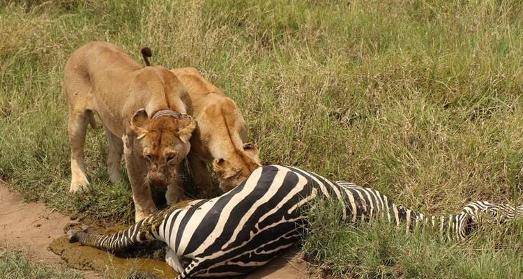 5 días, acampada en grupo económico con 2 noches en el Serengeti Safari en Tanzania -  Travel Africa Safari Agency 2