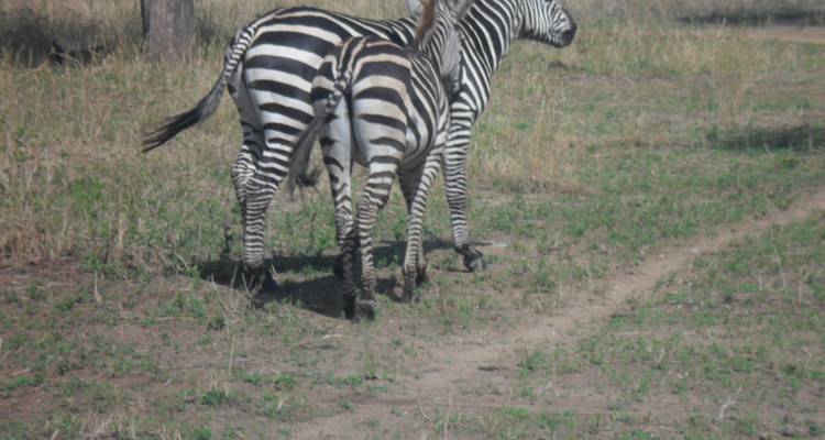 Two zebras walking away in a grassy area.