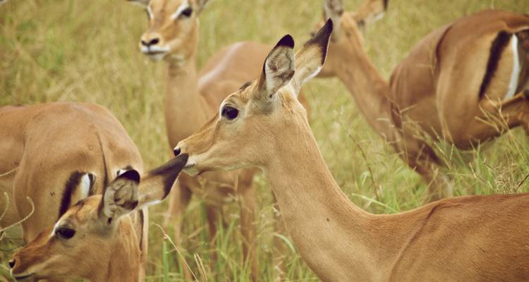 4 Días de alojamiento privado con Travel Africa (2 noches en Serenget) -  Travel Africa Safari Agency 1
