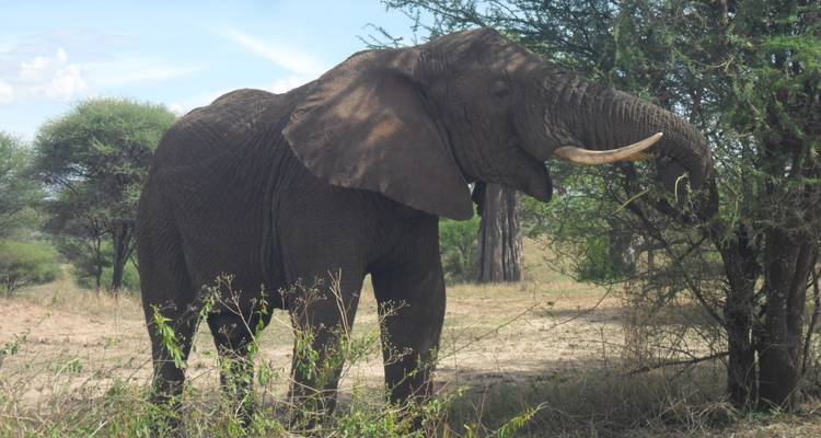 6 Days, 5 Nights Private Mid-range Safari Tanzania -  Travel Africa Safari Agency 10