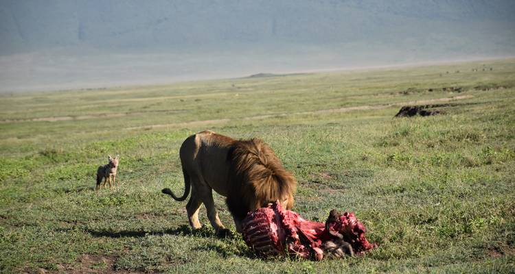 6 Days, 5 Nights Private Mid-range Safari Tanzania -  Travel Africa Safari Agency 6
