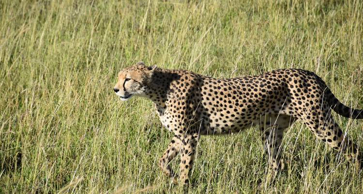 Gepard läuft durch hohes Gras.
