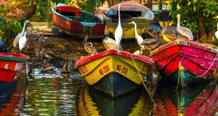 Botes de madera coloridos descansan en un río tranquilo mientras garzas y pelícanos se posan alrededor en un exuberante escenario jamaicano.
