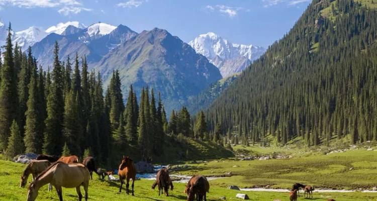 Los caballos pastan en un prado alpino cubierto de hierba rodeado de abetos con picos nevados y dramáticos de fondo