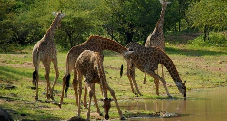 5 Días de Safari Privado en Albergue y Experiencia Cultural -  Travel Africa Safari Agency 2