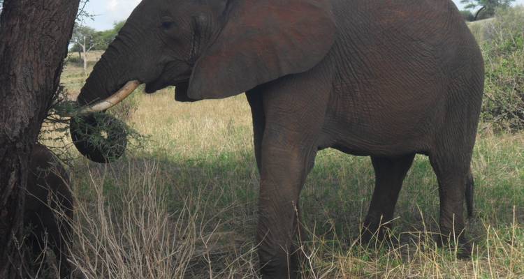 6 días: Circuito de Safari con Acampada Económica en Tanzania -  Travel Africa Safari Agency 7