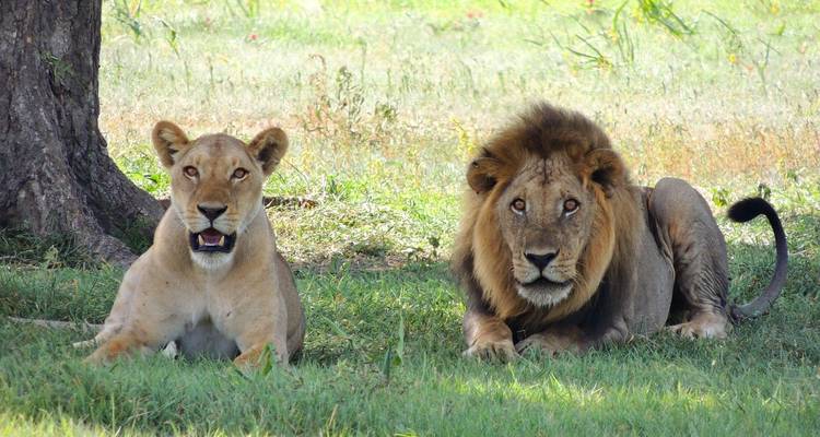 6 días: Circuito de Safari con Acampada Económica en Tanzania -  Travel Africa Safari Agency 4