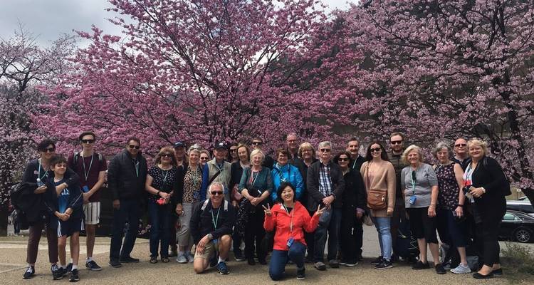 Gruppe von Touristen, die unter Kirschblüten posieren