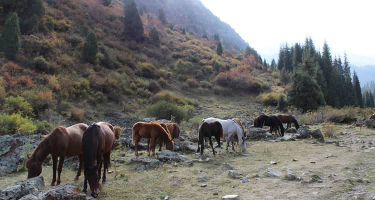 Au bord du lac de perles Ysyk- Kul - Nomads Yurt 6