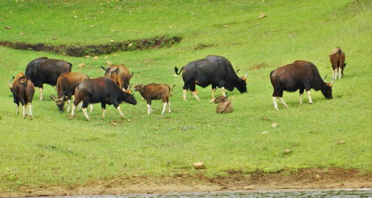 Kerala the Beauty of India - Taj Holidays 7