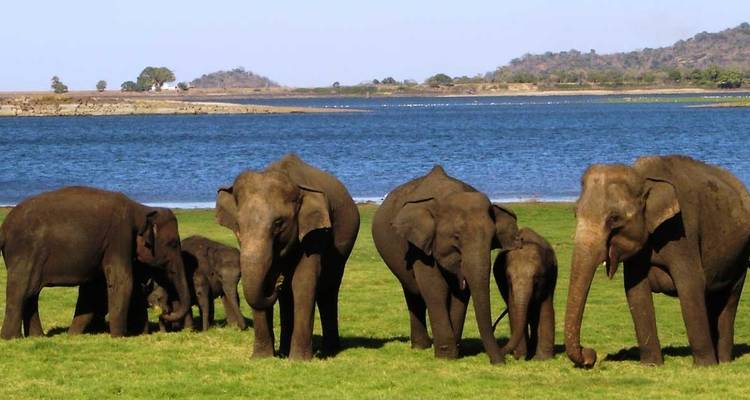 Le Sri Lanka pour les amateurs d'aventure - Koon Holidays (Pvt) Ltd 8