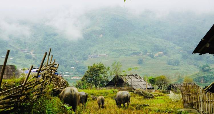 Büffel weiden in einer ländlichen Landschaft mit nebligen Hügeln.
