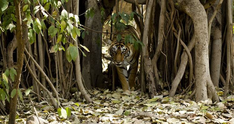 Viaje a la India de los templos Taj y los Tigres - Alkof Holidays 7