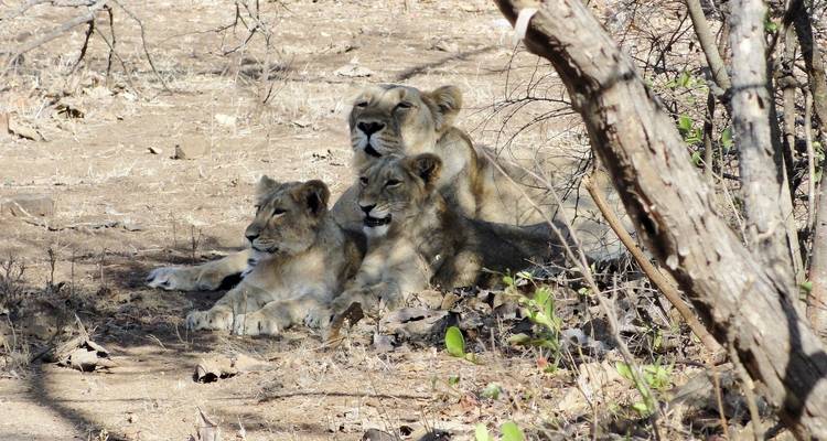 Safari en Inde - Lions d'Asie et tigres du Bengale - Alkof Holidays 2
