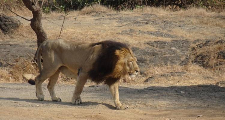Safari en Inde - Lions d'Asie et tigres du Bengale - Alkof Holidays 1
