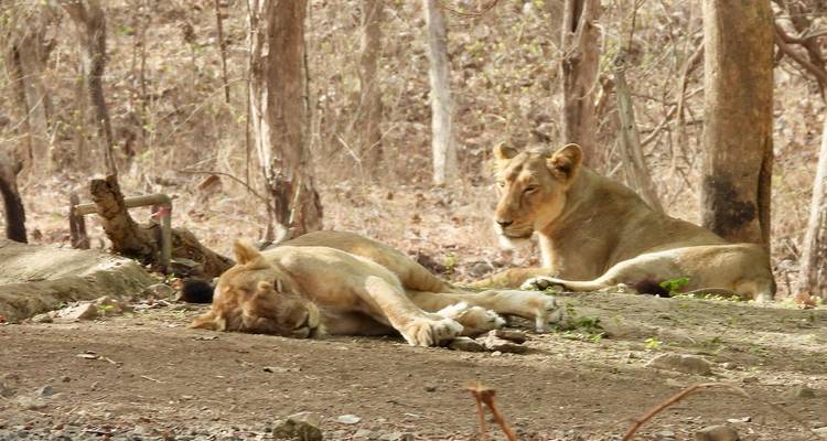 Two Asiatic lions rest on the forest floor among dry trees.