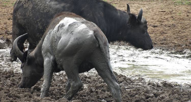Buffles couverts de boue près d'un point d'eau.