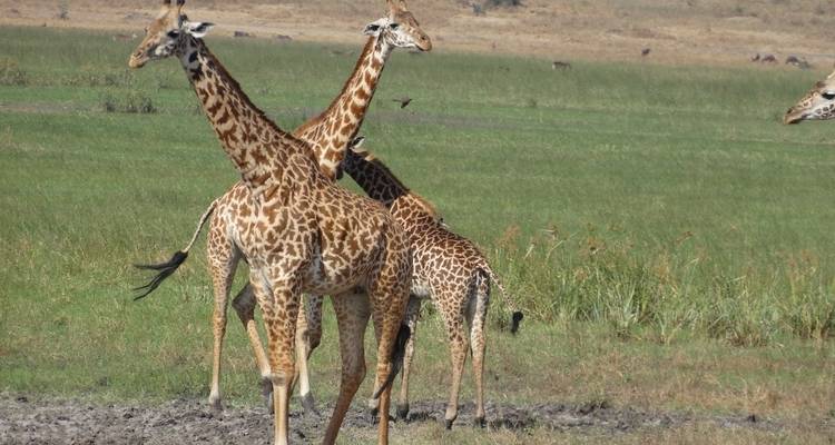 5 días especiales Parque Nacional de Kidepo - Lakato Safaris 2