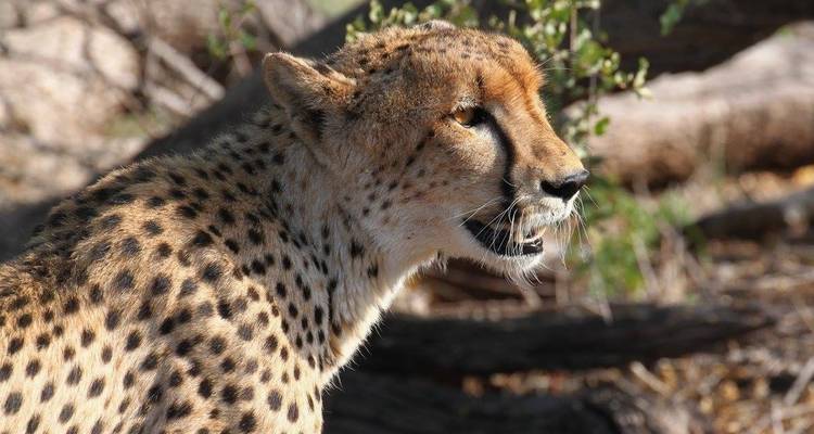 5 días especiales Parque Nacional de Kidepo - Lakato Safaris 3