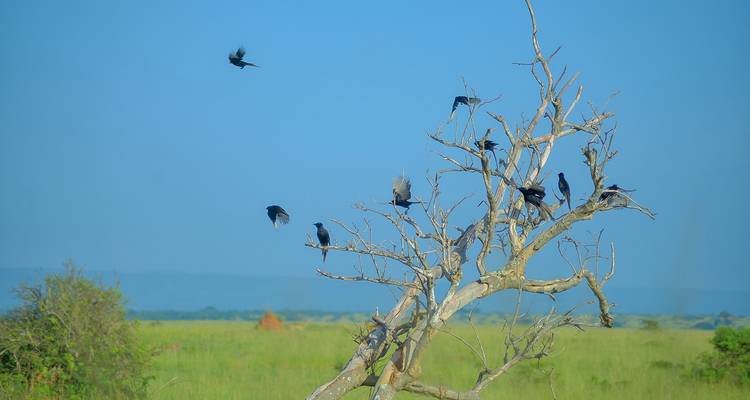 5 días especiales Parque Nacional de Kidepo - Lakato Safaris 8