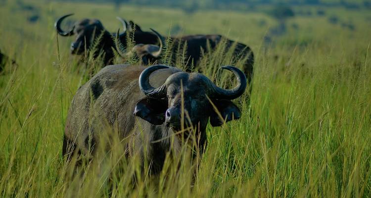 5 días especiales Parque Nacional de Kidepo - Lakato Safaris 10