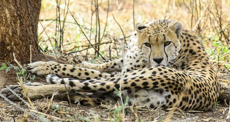 5 días especiales Parque Nacional de Kidepo - Lakato Safaris 6