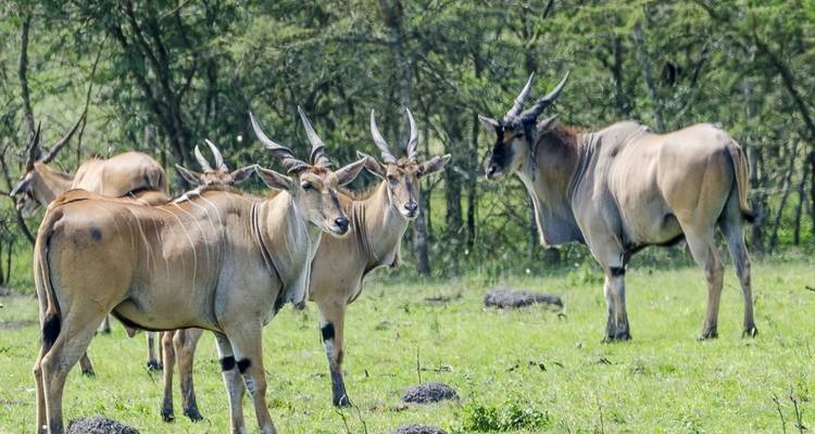 5 días especiales Parque Nacional de Kidepo - Lakato Safaris 5