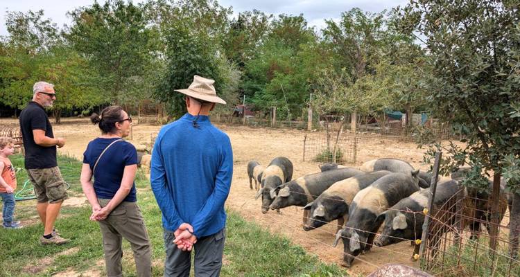 Des gens observant un groupe de cochons dans une ferme.