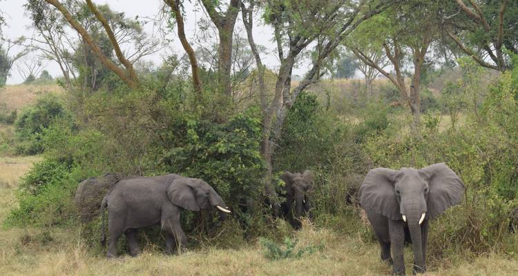 7 Days Special Primate Tour - Lakato Safaris 6