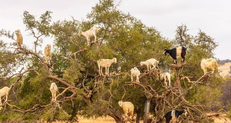14 Day Private Tour From Casablanca - Guided Morocco Tours 6