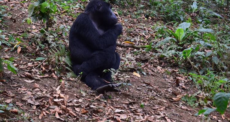 Gorilla, der auf dem Boden in einer Waldumgebung sitzt.
