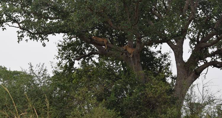 Löwen, die in einem Baum ruhen.