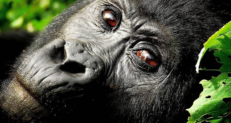 Close-up van een rustende gorilla.