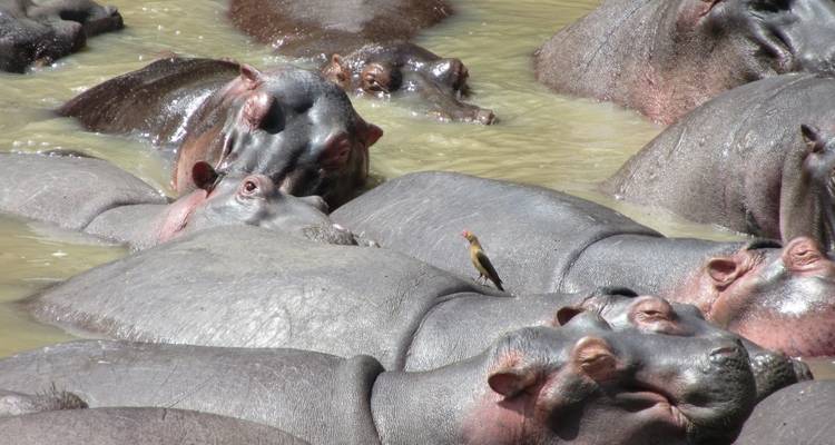 13 días de circuitos por la vida salvaje con primates - lujo - Lakato Safaris 2