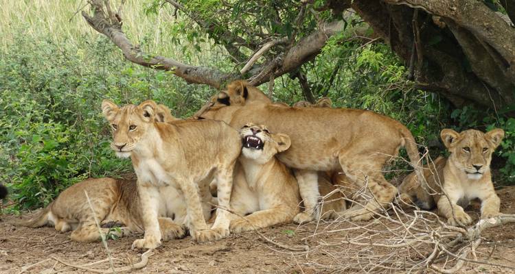 13 días de circuitos por la vida salvaje con primates - lujo - Lakato Safaris 6