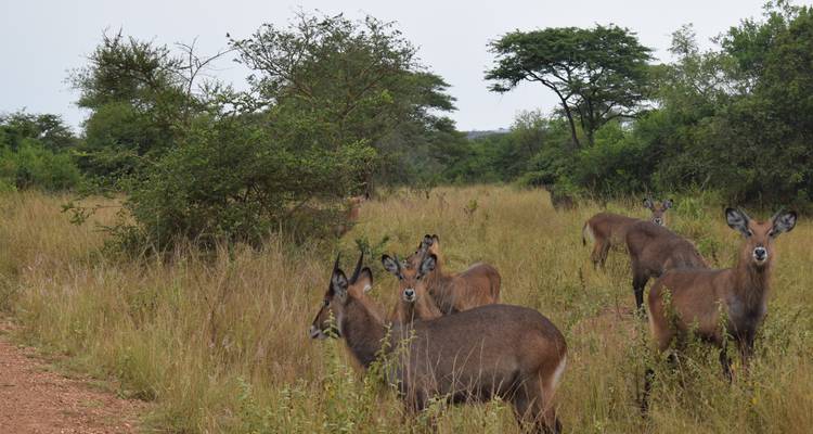 13 días de circuitos por la vida salvaje con primates - lujo - Lakato Safaris 9