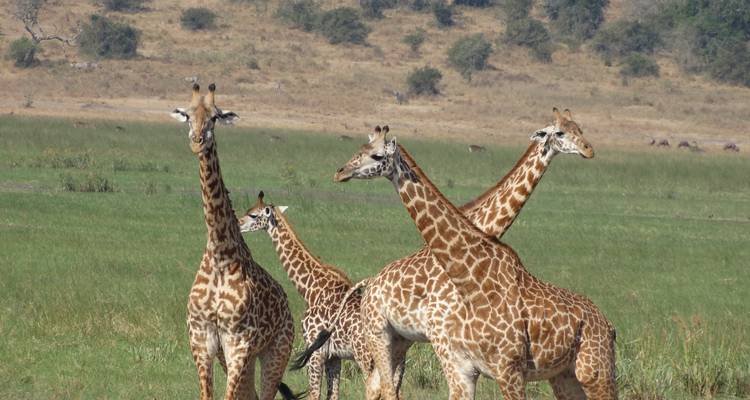 13 días de circuitos por la vida salvaje con primates - lujo - Lakato Safaris 4